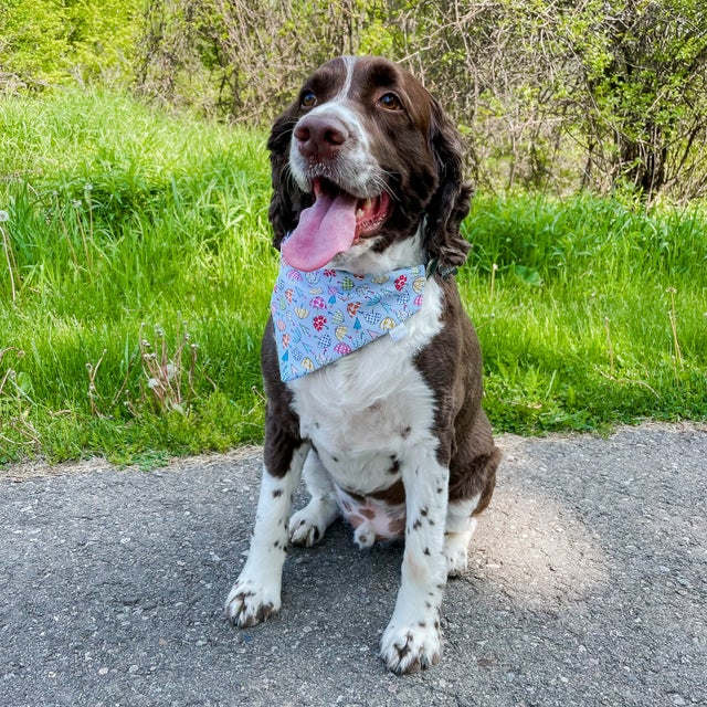 Dog bows and bandanas sale