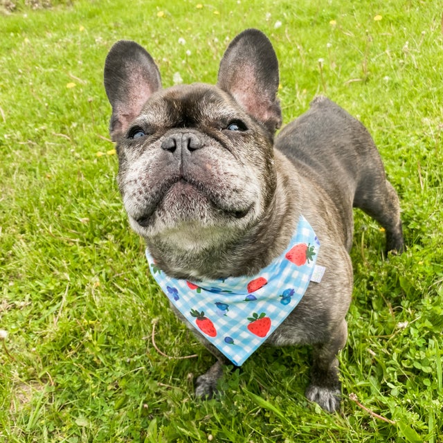 Black oak french bulldogs clearance