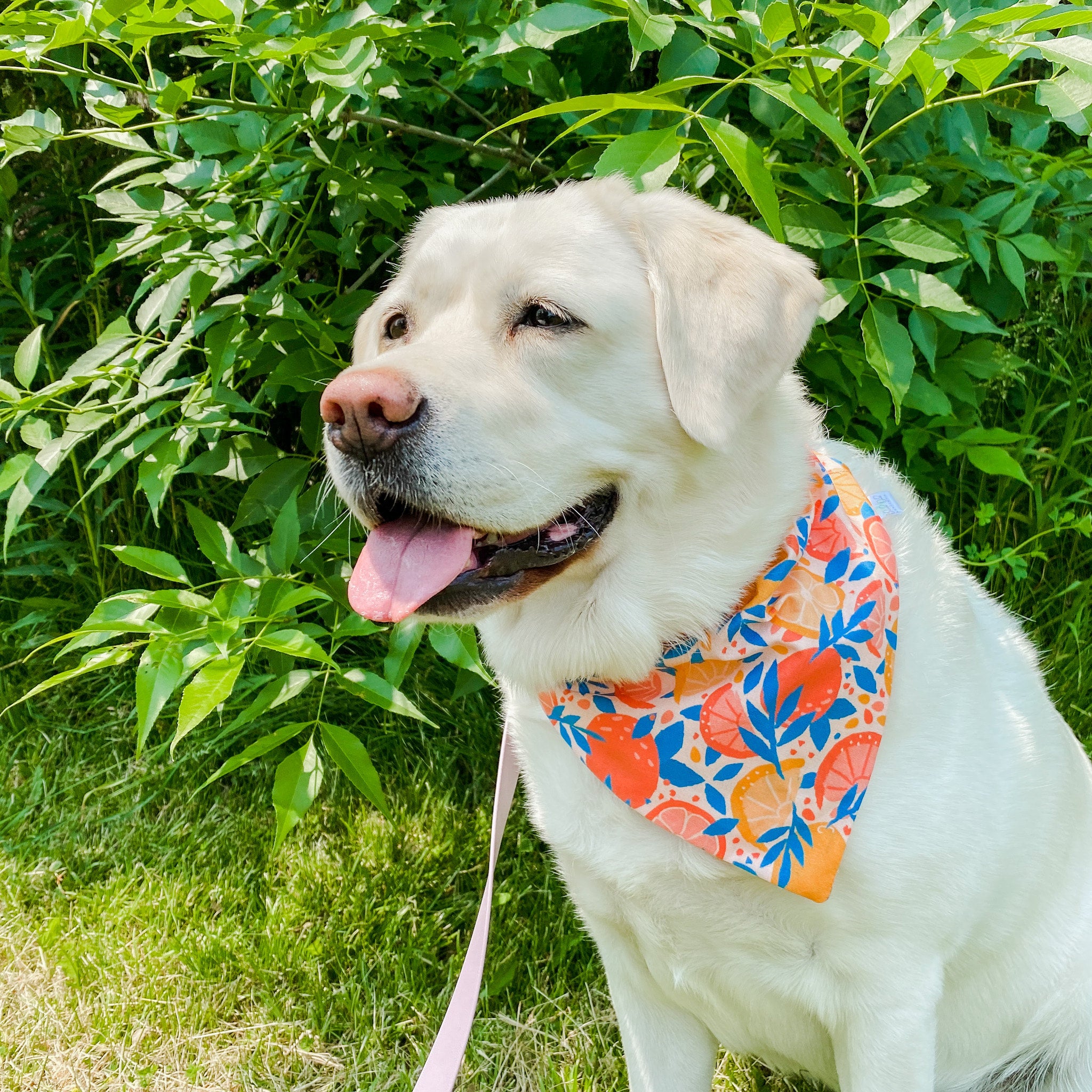 Citrus Bandana BlackOakBoutique Black Oak Boutique